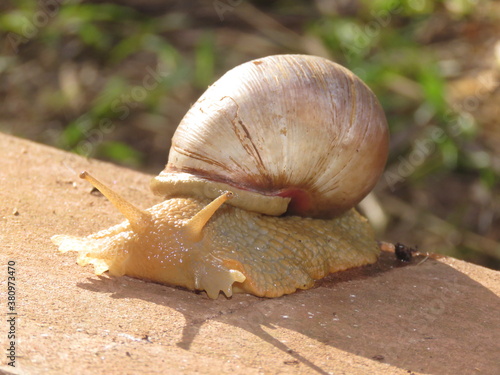Gigant snail in South America