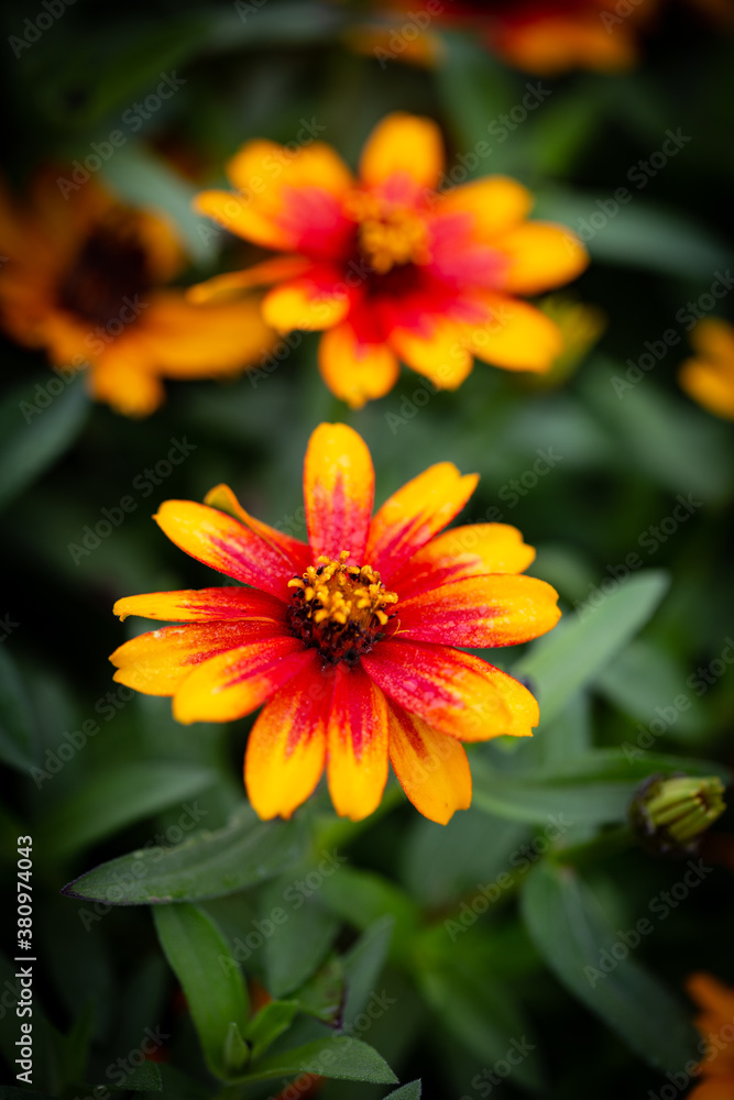 Yellow and orange petal of a flower in focus on foreground and another, similar one on the background out of focus Yellow and orange petal of a flower in focus on foreground and another, similar one on the background out of focus
