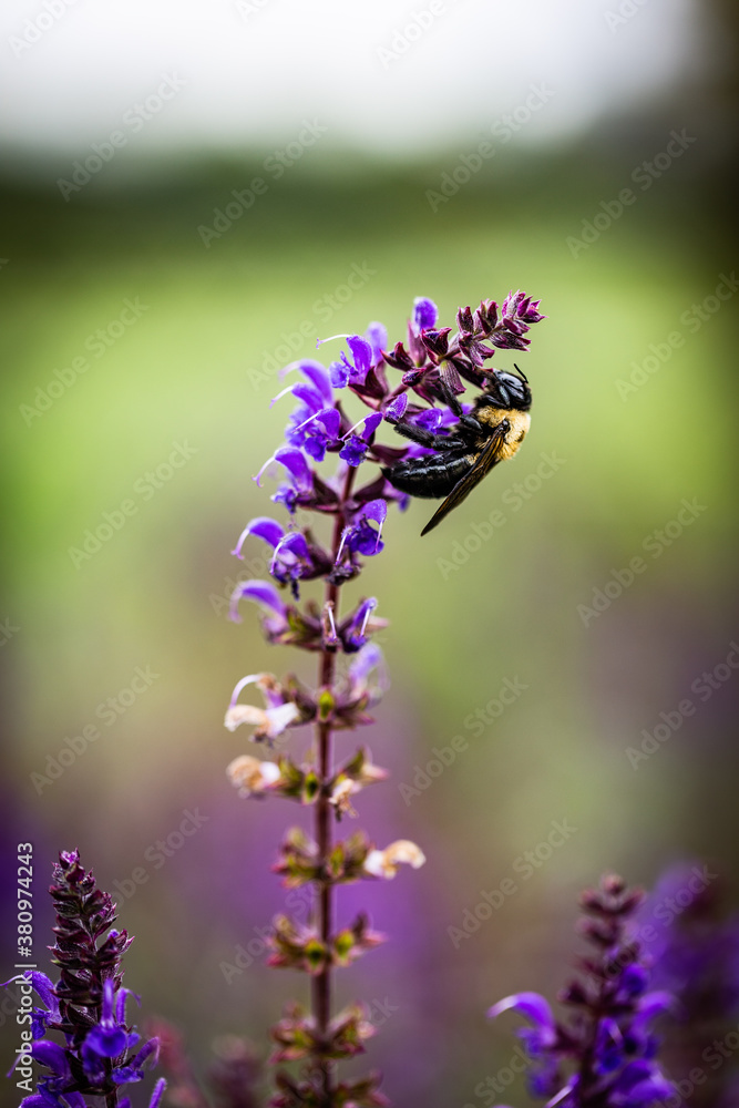 Fototapeta premium Close up macrophotography of a bumble bee feeding on the pollen of lavender purple flower 