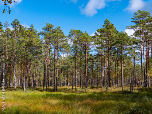 Viru bogs at Lahemaa national park