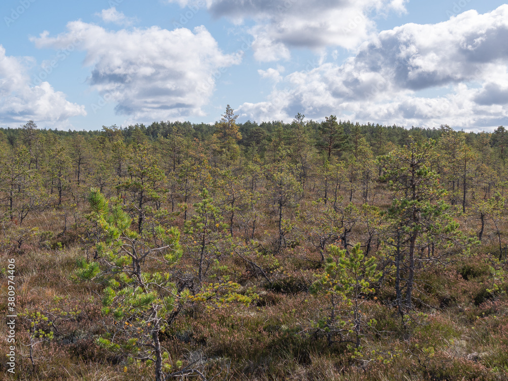 Viru bogs at Lahemaa national park Viru bogs at Lahemaa national park