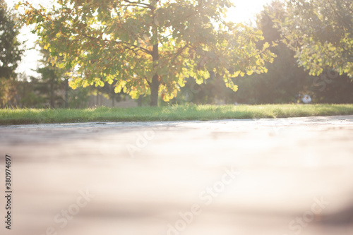 Trees and grass in the park lit by the sun in the early morning