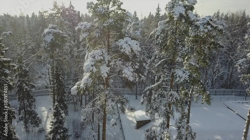 Russian winter forest after a snowstorm photo