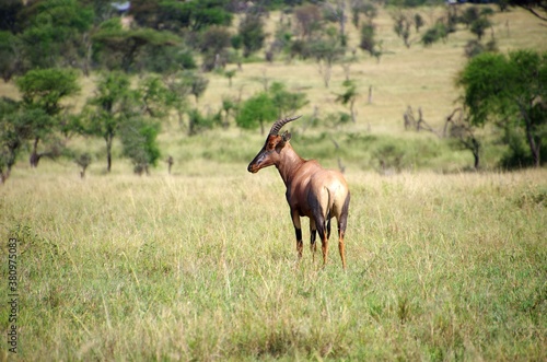 Topi antelope in the Serengeti park in Tanzania