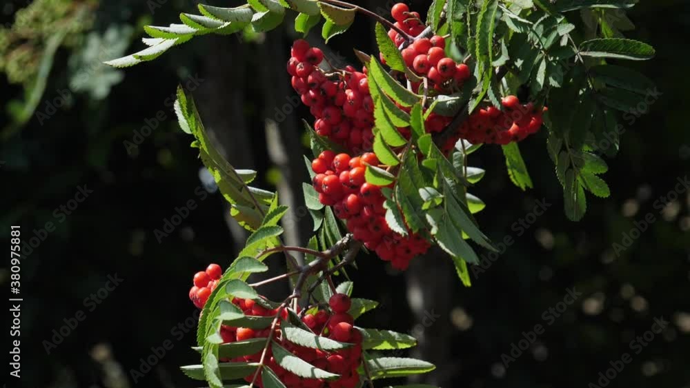 Slow motion shot of orange rowan berries and leaves moving in the breeze. Slow motion shot of orange rowan berries and leaves moving in the breeze.