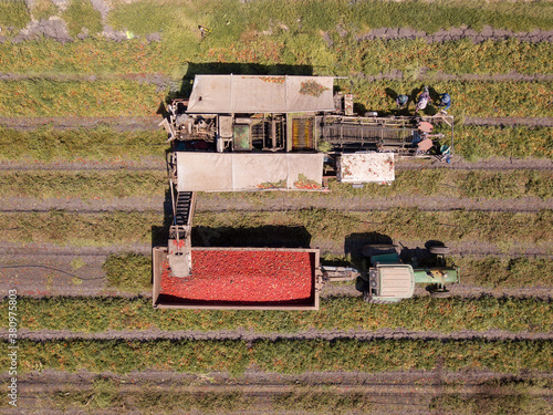 Agriculture machinery. Tomato harvester loading a trailer with fresh ripe Red Tomatoes. photo