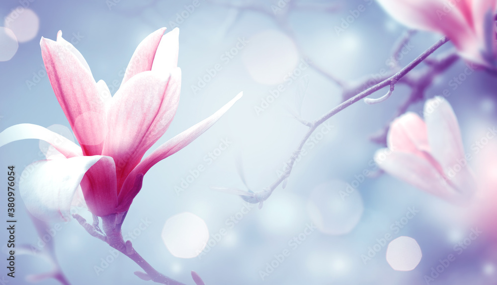 Obraz premium Magnolia flowers on fantasy mysterious airy blue background, fabulous spring fairy tale floral garden with elegant blooming pink magnoliaceae tree plant, amazing magnificent artistic nature landscape