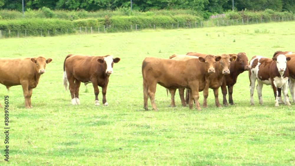 wild cows filmed in 4k slow motion 120fps in a field in Scotland Britain united the ?kingdom. wild cows filmed in 4k slow motion 120fps in a field in Scotland Britain united the ?kingdom.