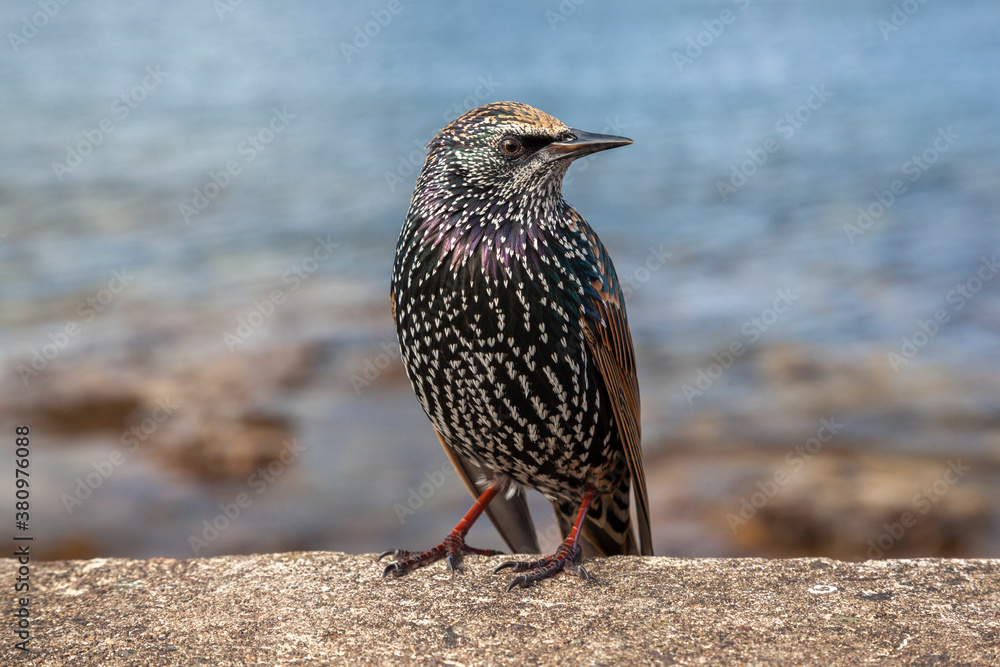 European Starling (Sturnus vulgaris) perched on the sea wall European Starling (Sturnus vulgaris) perched on the sea wall