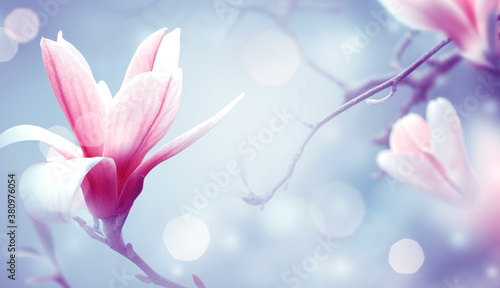 Magnolia flowers on fantasy mysterious airy blue background, fabulous spring fairy tale floral garden with elegant blooming pink magnoliaceae tree plant, amazing magnificent artistic nature landscape