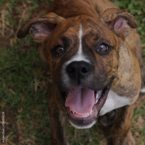 american staffordshire terrier