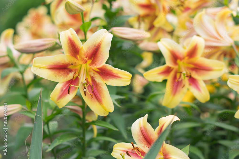 Asiatic yellow lily flower in the garden. Shallow depth of field. Shrub lily Asiatic yellow lily flower in the garden. Shallow depth of field. Shrub lily