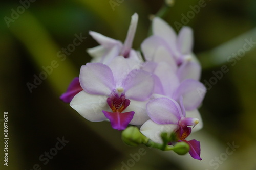 orquideas