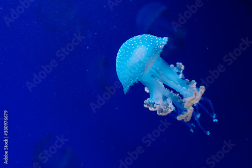 jellyfish swimming in the dark water in Kiev zoo © Iryna