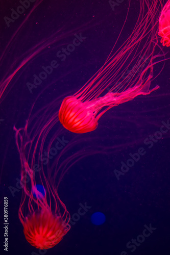jellyfish swimming in the dark water in Kiev zoo