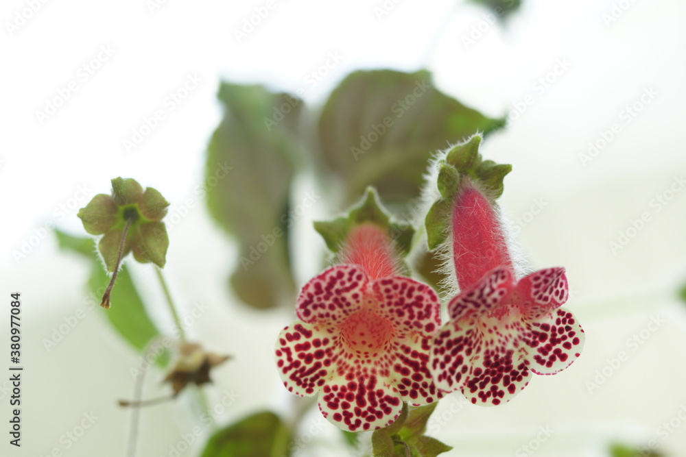 orchid orchid