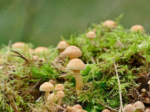 Hallimasche besiedeln einen bemoosten Baumstumpf am Waldrand