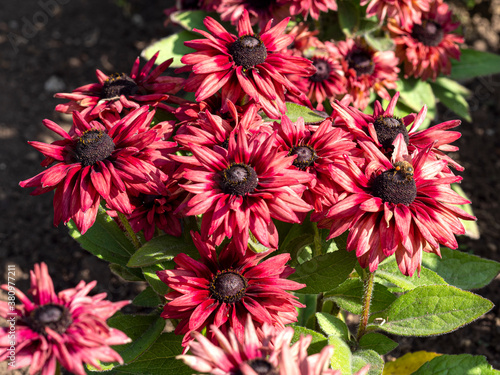 Canvas Print Dark red flowers of Rudbeckia hirta coneflowers, variety Cherry Brandy, in a gar