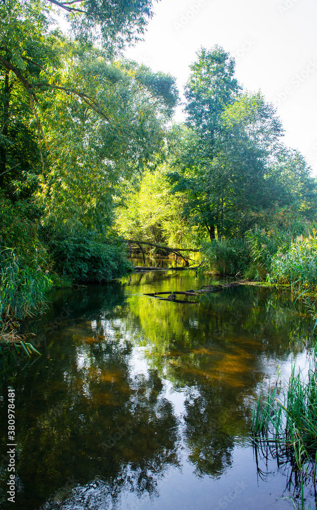 Nice view of the forest small European river