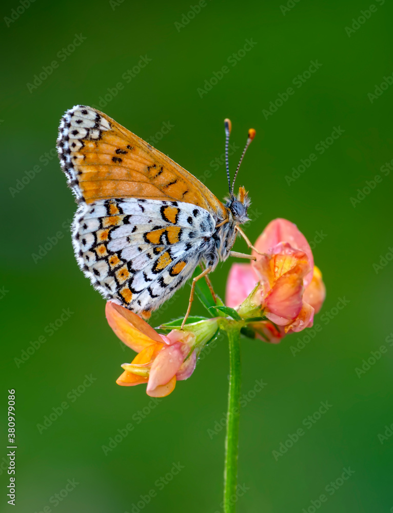 Obraz premium Macro shots, Beautiful nature scene. Closeup beautiful butterfly sitting on the flower in a summer garden.
