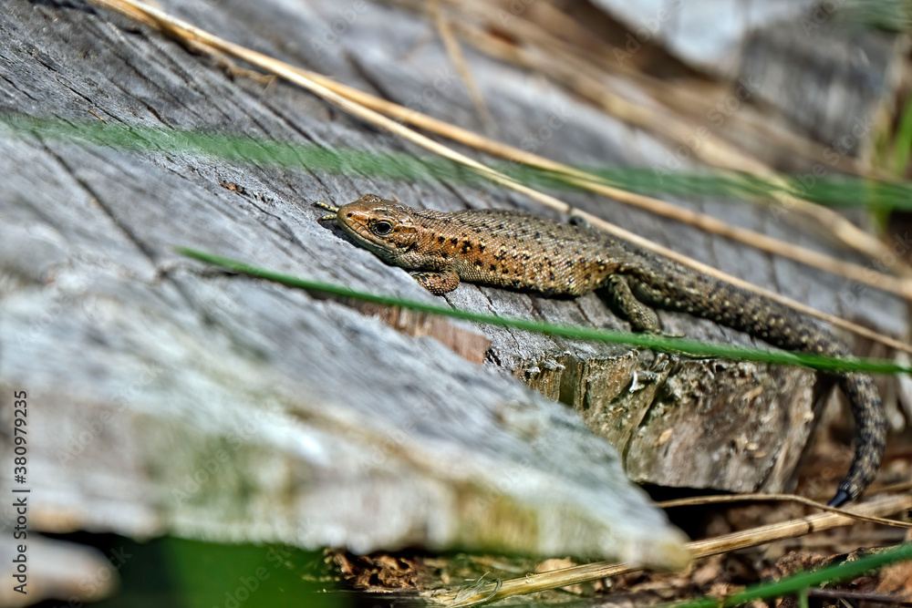 Naklejka premium Waldeidechse ( Zootoca vivipara ).