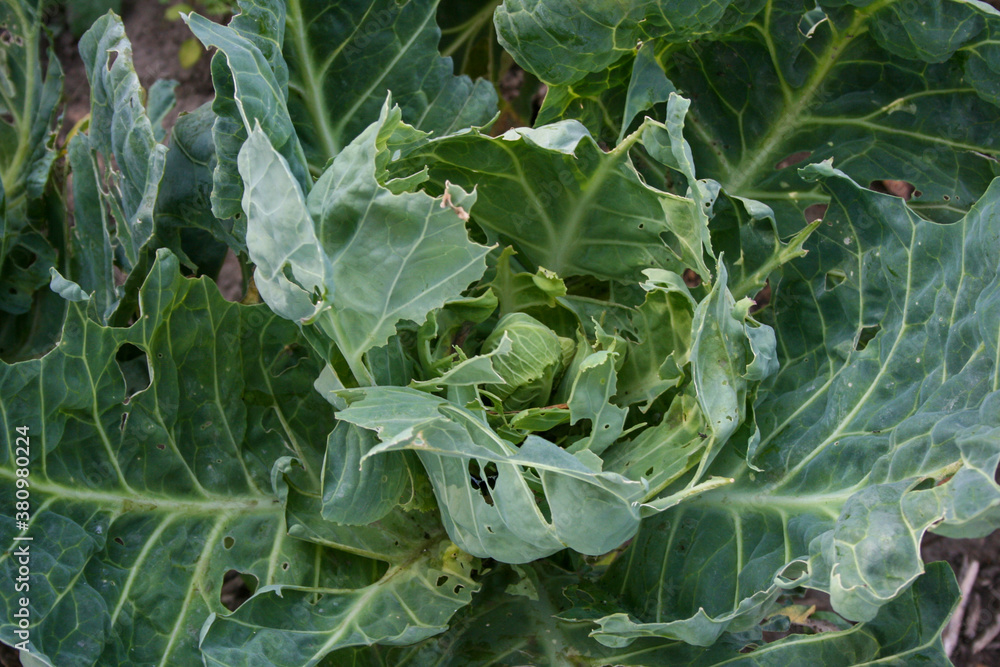 cabbage in the garden cabbage in the garden