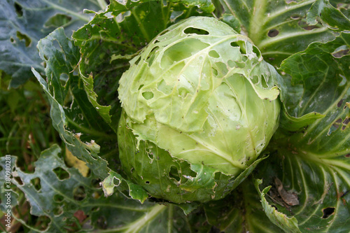 cabbage in the garden
