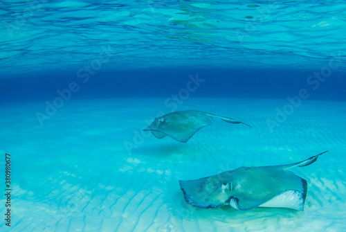 Southern stingrays playing together in Stingray City © drew