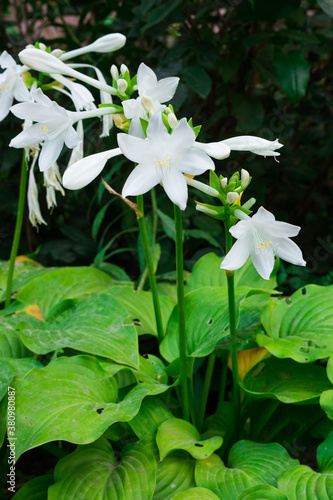 Hosta Flower - a herbaceous plant originated from Asia and Japan. Earlier it was called Funkia. White chots are flowers with a pleasant aroma in a green garden. photo