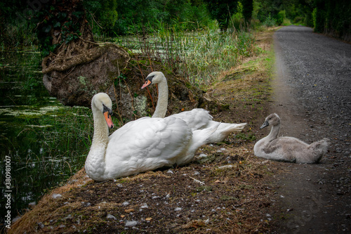 White Swan in Irish Canal