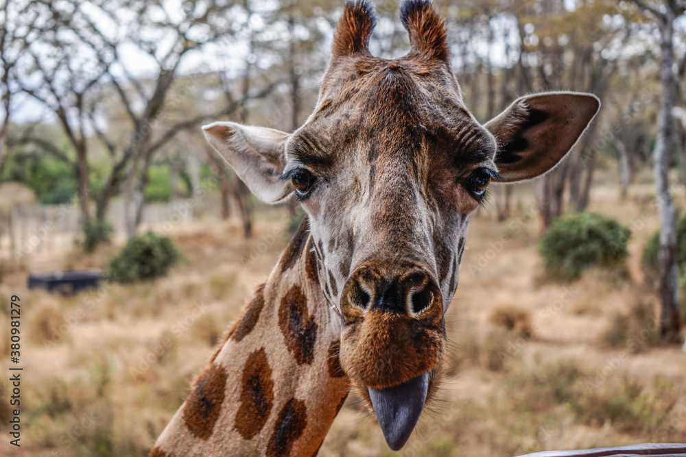 Naklejka premium Closeup of silly giraffe sticking out its tongue