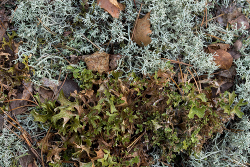 fallen birch leaves on  lichen Cladonia arbuscula and Cetraria islandica