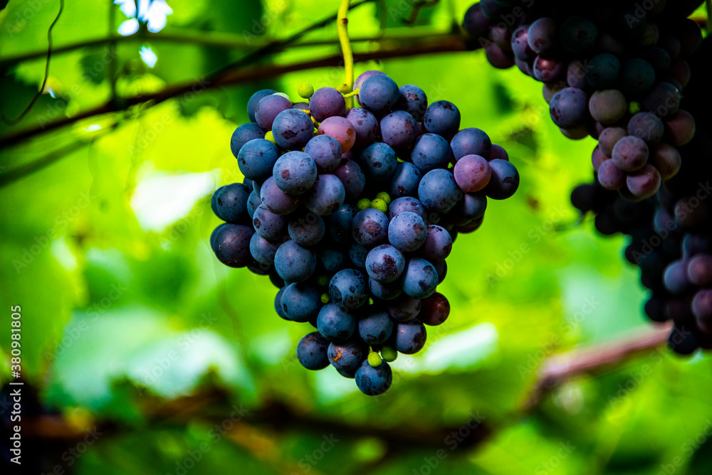 grapes ready for harvest one