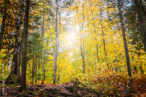 Autumn scenes at forest 