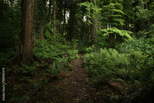 Green forest in the morning