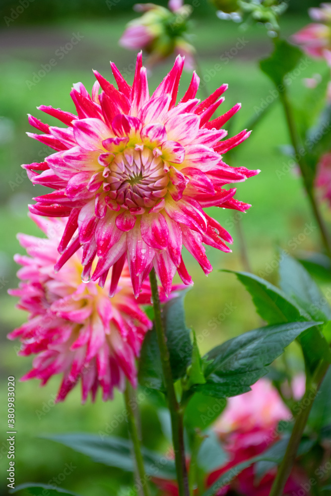 Bright pink danilia flower Bright pink danilia flower