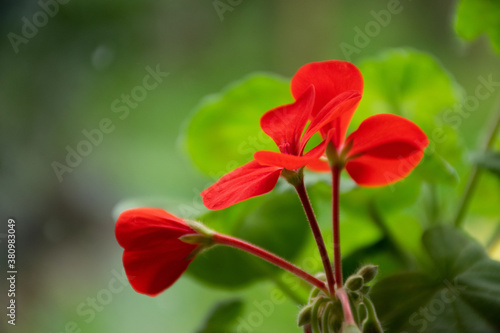 Red geranium flower with green background