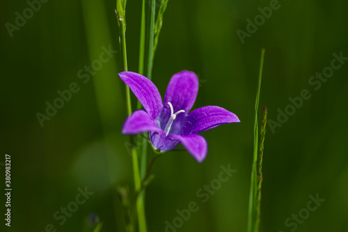 blue flower