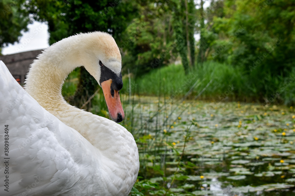 Obraz premium Beautiful Swan in Canal, Ireland