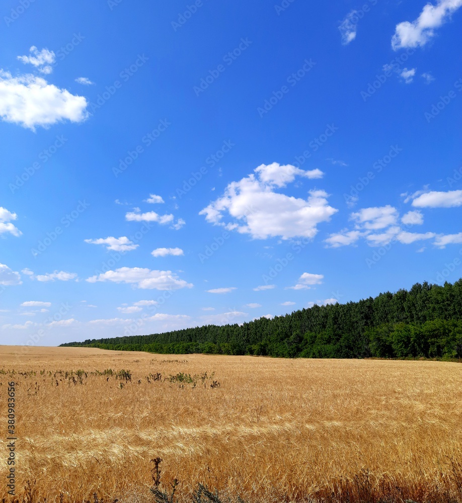 Forest and wheat field