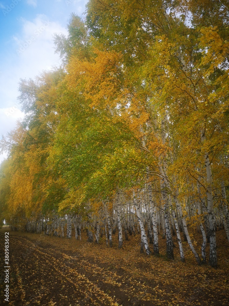 autumn in the park autumn in the park