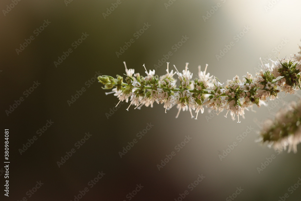 mint flower stems macro isolated