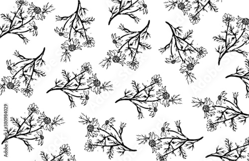 Vector daisy pattern. Background with illustration of daisies. Chamomile engraving. Floral black and white background. Modern background.