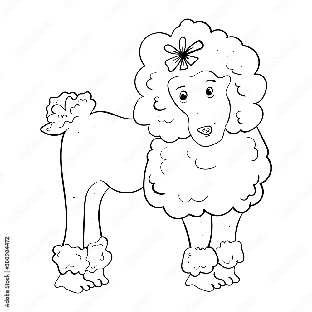 Poodle. Breed of dog. Illustration for any design. Monochrome illustration. Poodle. Breed of dog. Illustration for any design. Monochrome illustration.