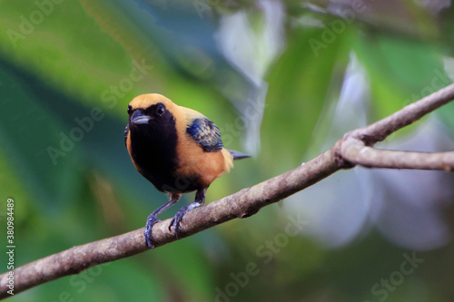 photo of a Burnished-buff Tanager (Tangara cayana) seen from the front perched on a branch on a blurred background