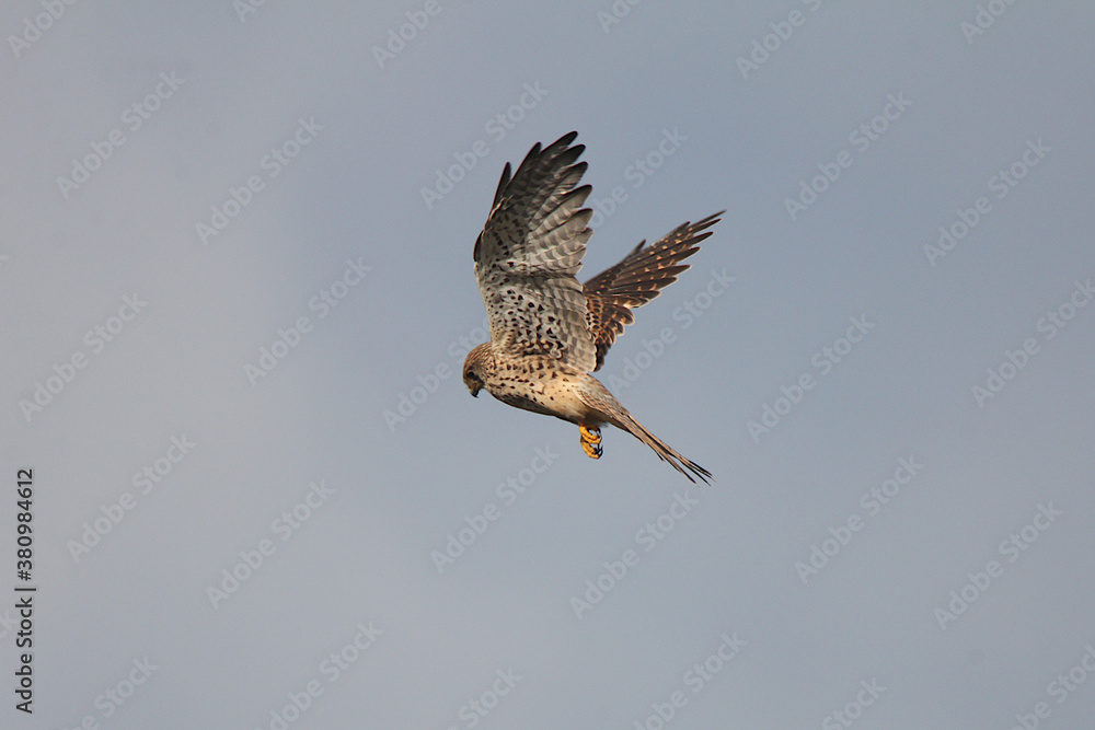 Fototapeta premium Turmfalke