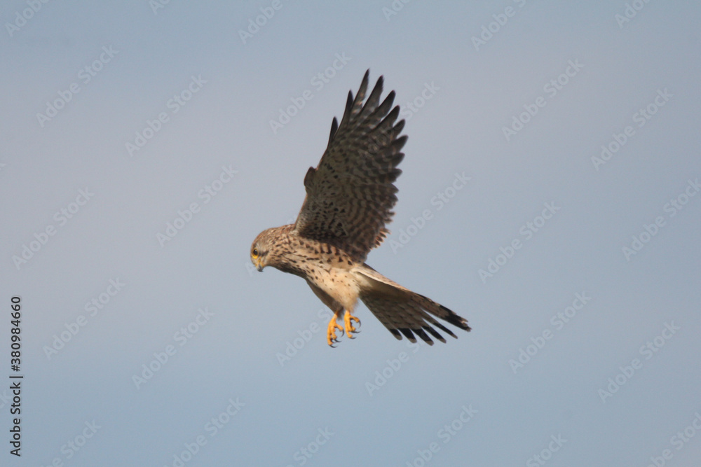 Obraz premium Turmfalke