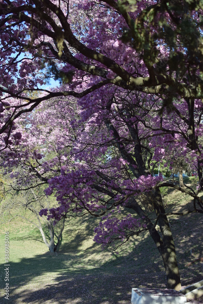 LAPACHOS, arboles de flores rosas LAPACHOS, arboles de flores rosas