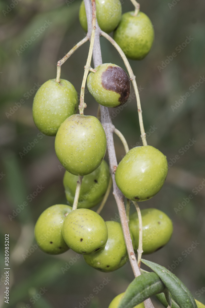 Olives of the Manzanilla variety on the branches of the olive tree with leaves and twigs September at harvest time in Andalusia Olives of the Manzanilla variety on the branches of the olive tree with leaves and twigs September at harvest time in Andalusia