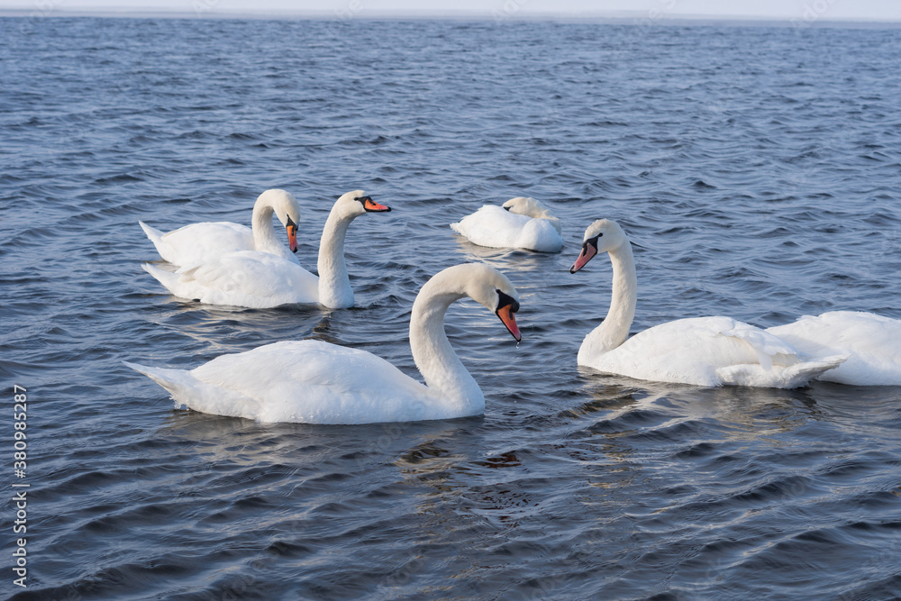 The mute swan (Cygnus olor). White swans on water in winter cold day swimming on river Dnipro in Ukraine.  Migration birds